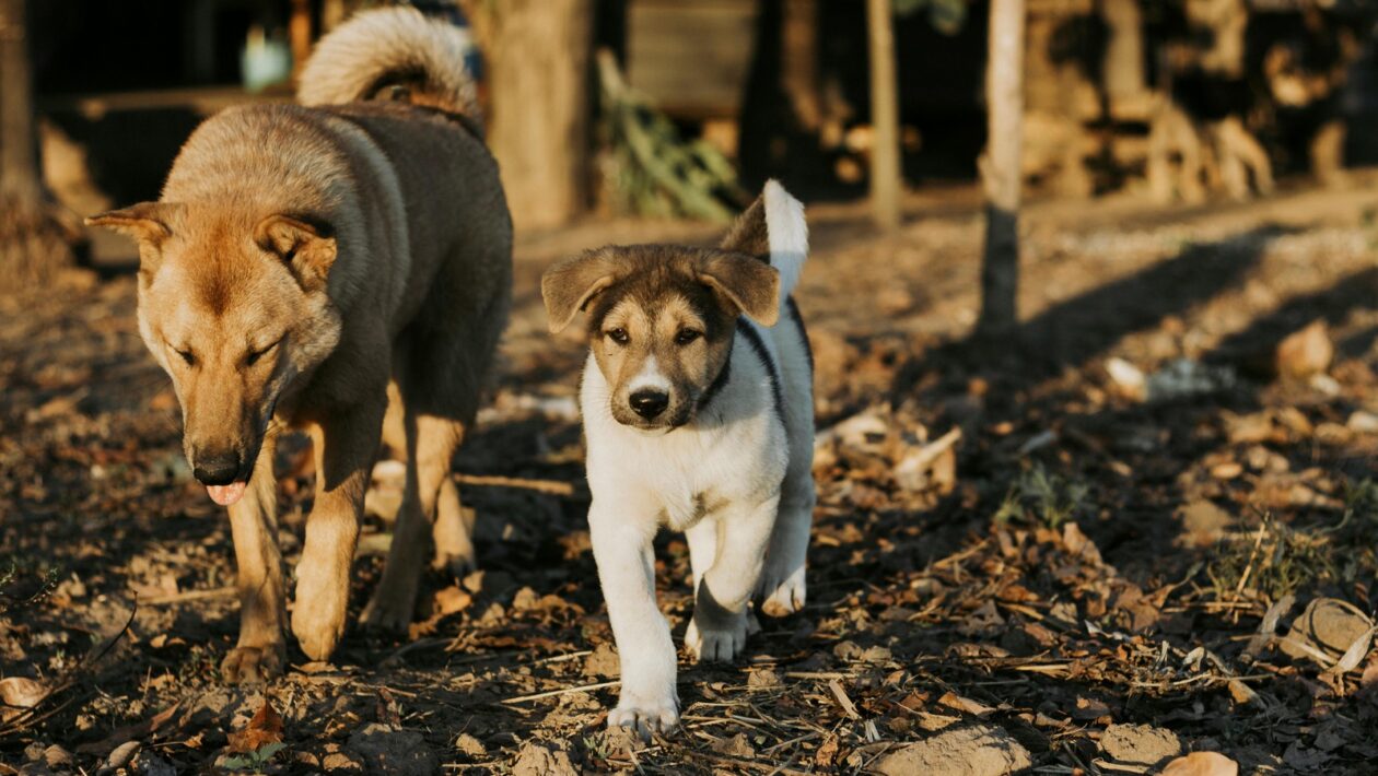 E-mailové rozosielky: Overenie opt-in súhlasu a právne limity získavania kontaktov