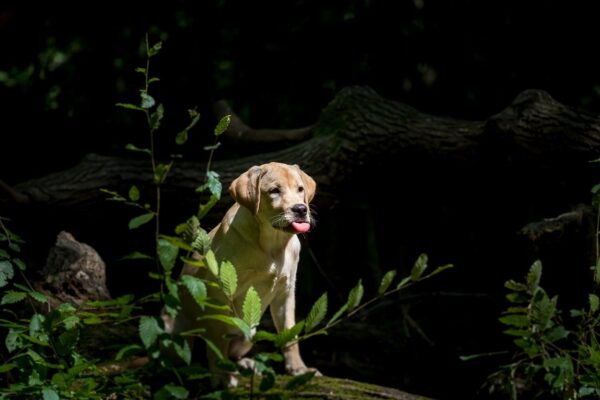 Mikroinvestície do luxusných aktív: Regulácia tokenizácie umenia a whisky pre retail