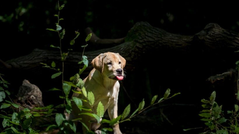 Mikroinvestície do luxusných aktív: Regulácia tokenizácie umenia a whisky pre retail