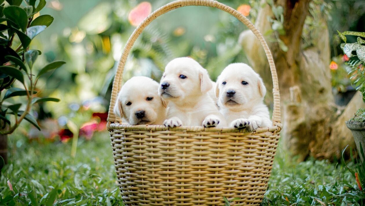 Luxusné hodinky ako investícia: Analýza trhu, likvidita a transparentnosť transakcií