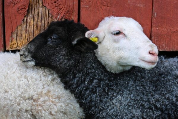 Optimalizácia poistenia: Poistná suma, limity a spoluúčasť podľa profilu